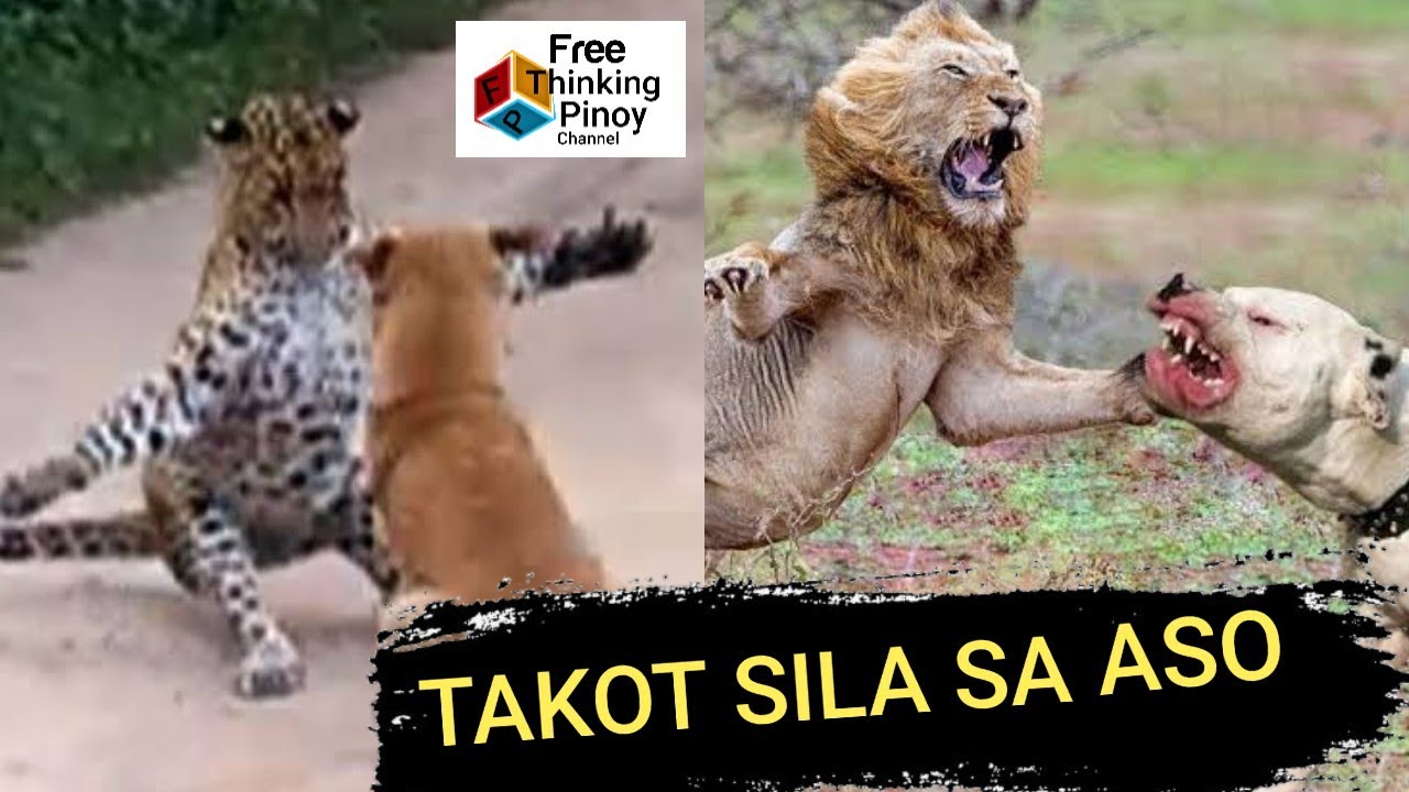 10 HAYOP NA KAYANG TALUNIN NG ASO | Dogs VS Wild Animals: Lion, Tiger, Leopard, Crocodile & Wolf