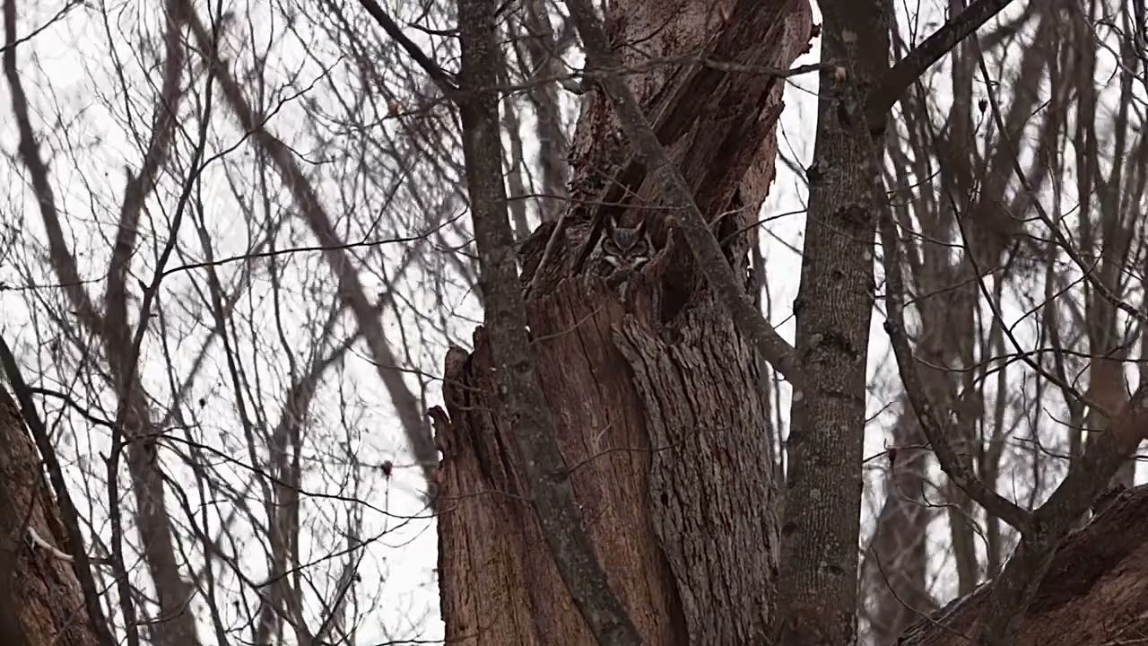Great Horned Owl sitting in nest cavity in the backyard of Iroquois Park!