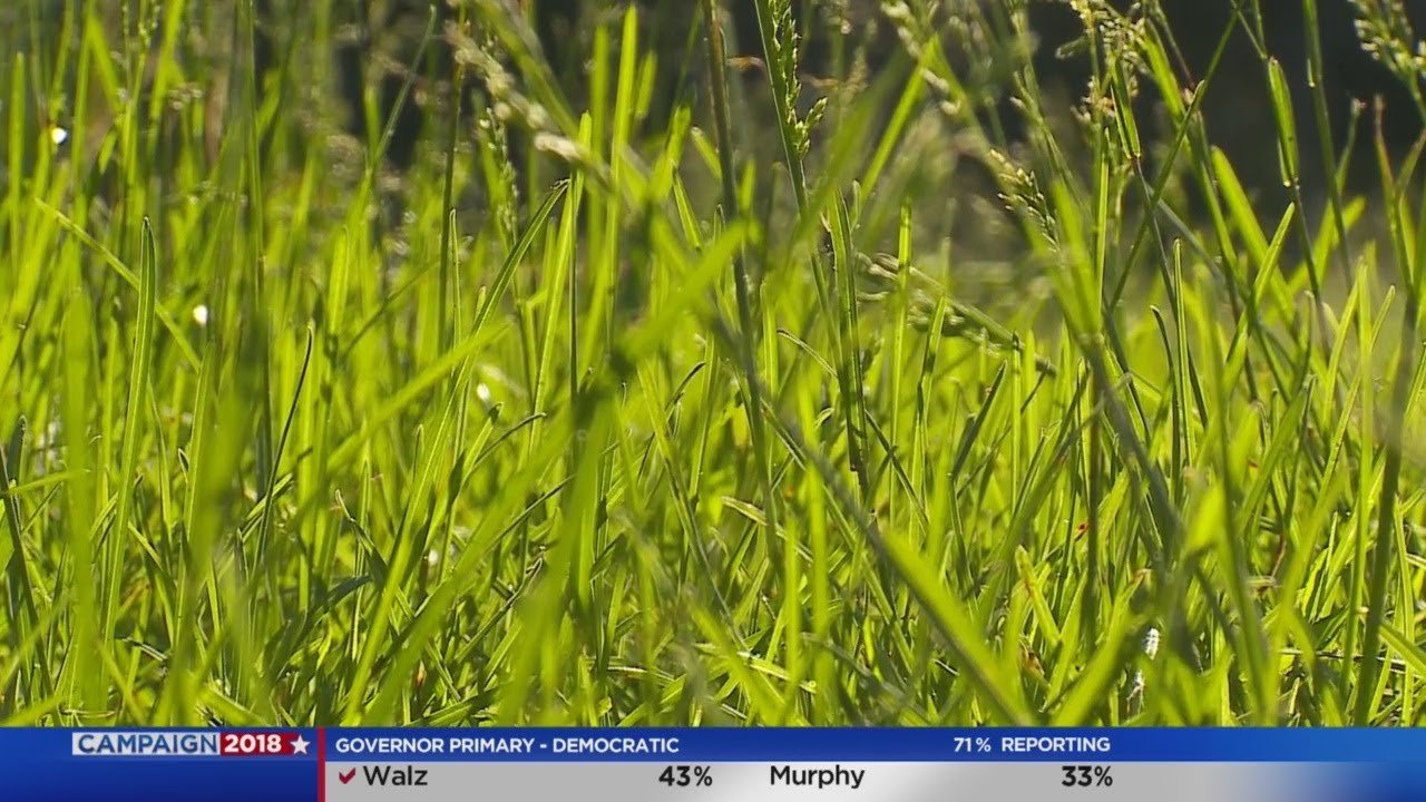 What Is Ragweed & What's It Doing To Us?