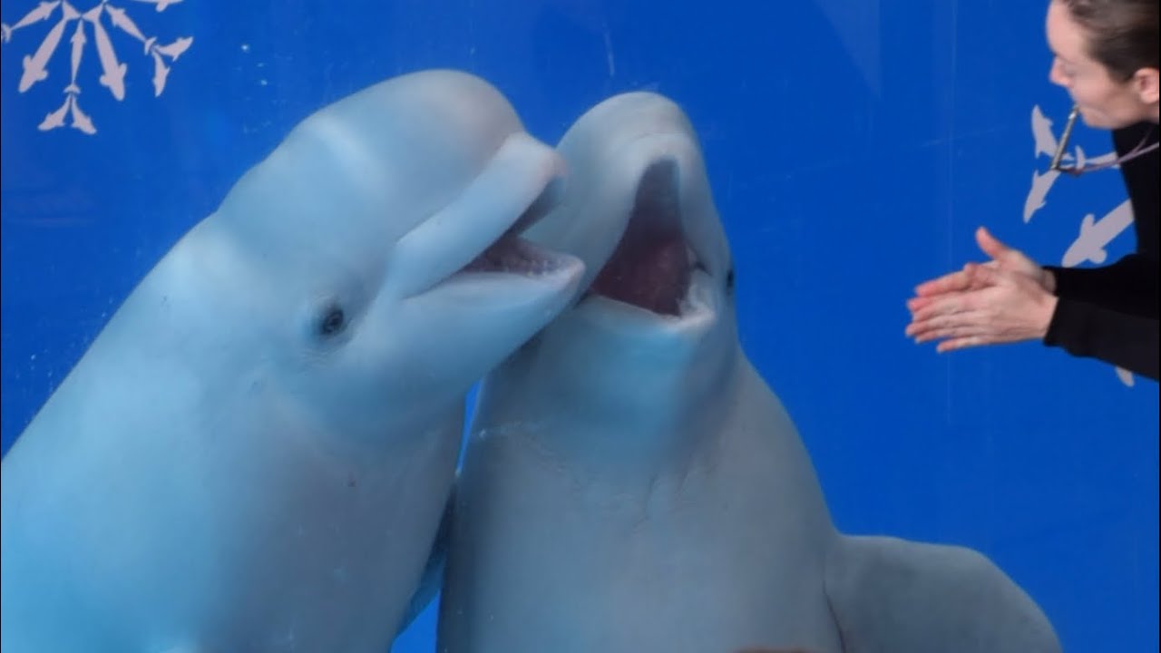 Beluga presentation during Inside Look at SeaWorld San Antonio November 5, 2023