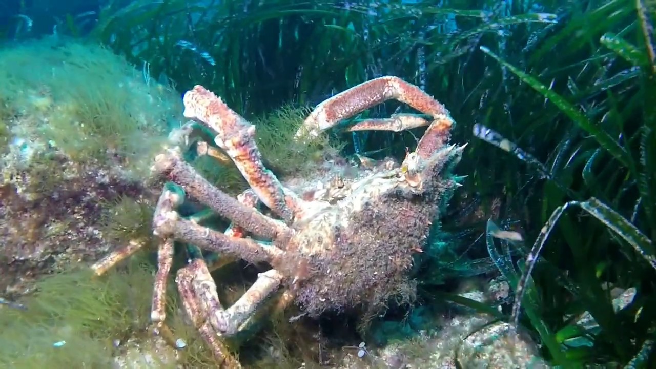 Diving in national parc of Gennargentu