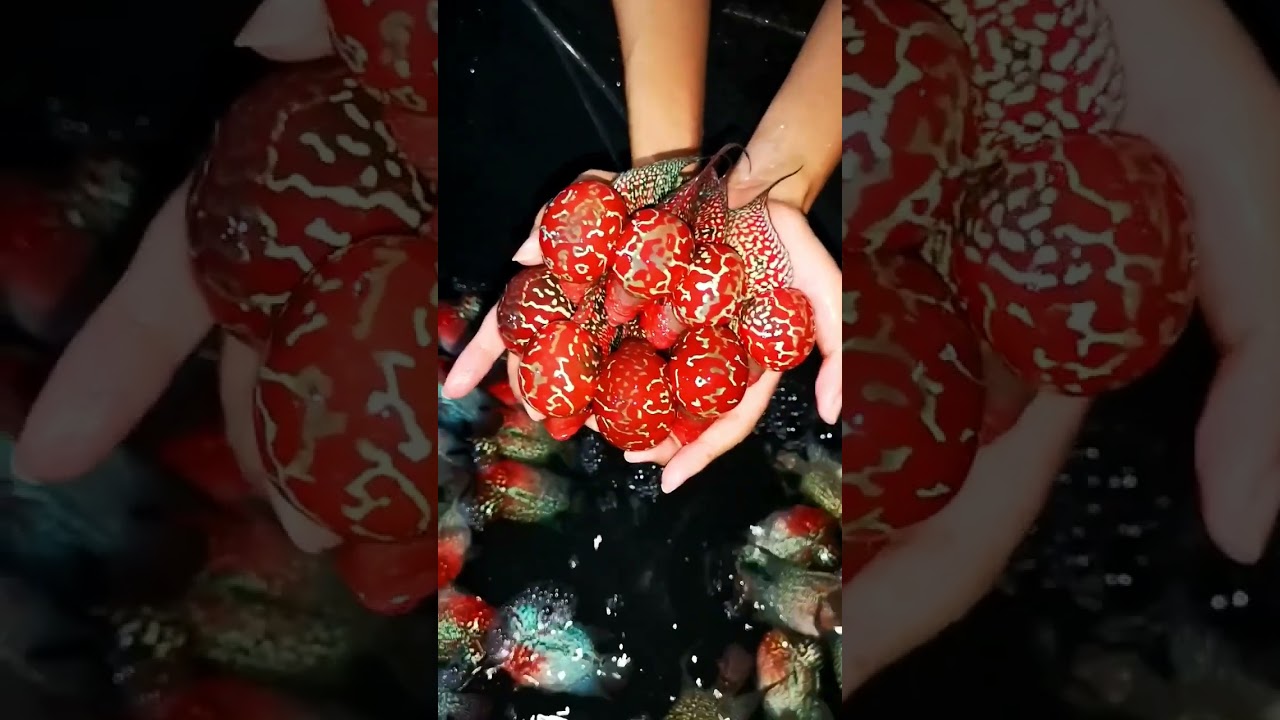 This how we delivery flowerhorn cichlids