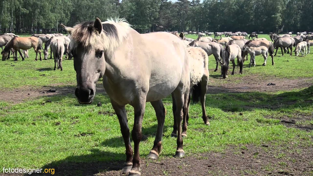 Die Wildpferde des Herzogs von Croy im Reservat Merfelder Bruch - Europe´s last Wild Horses