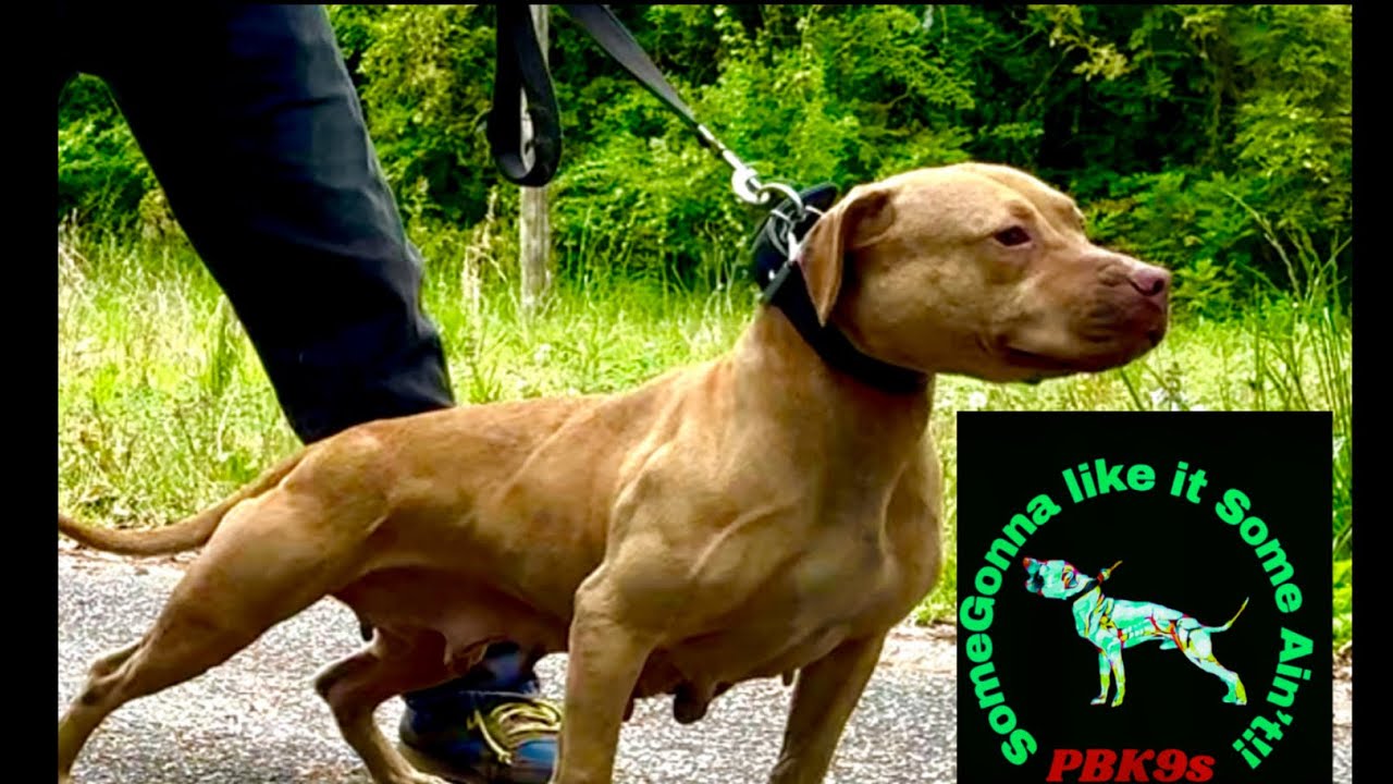 Жена любителя собак пробирается в студию K9s в заливе Пеликан #новости #дрессировкасобак