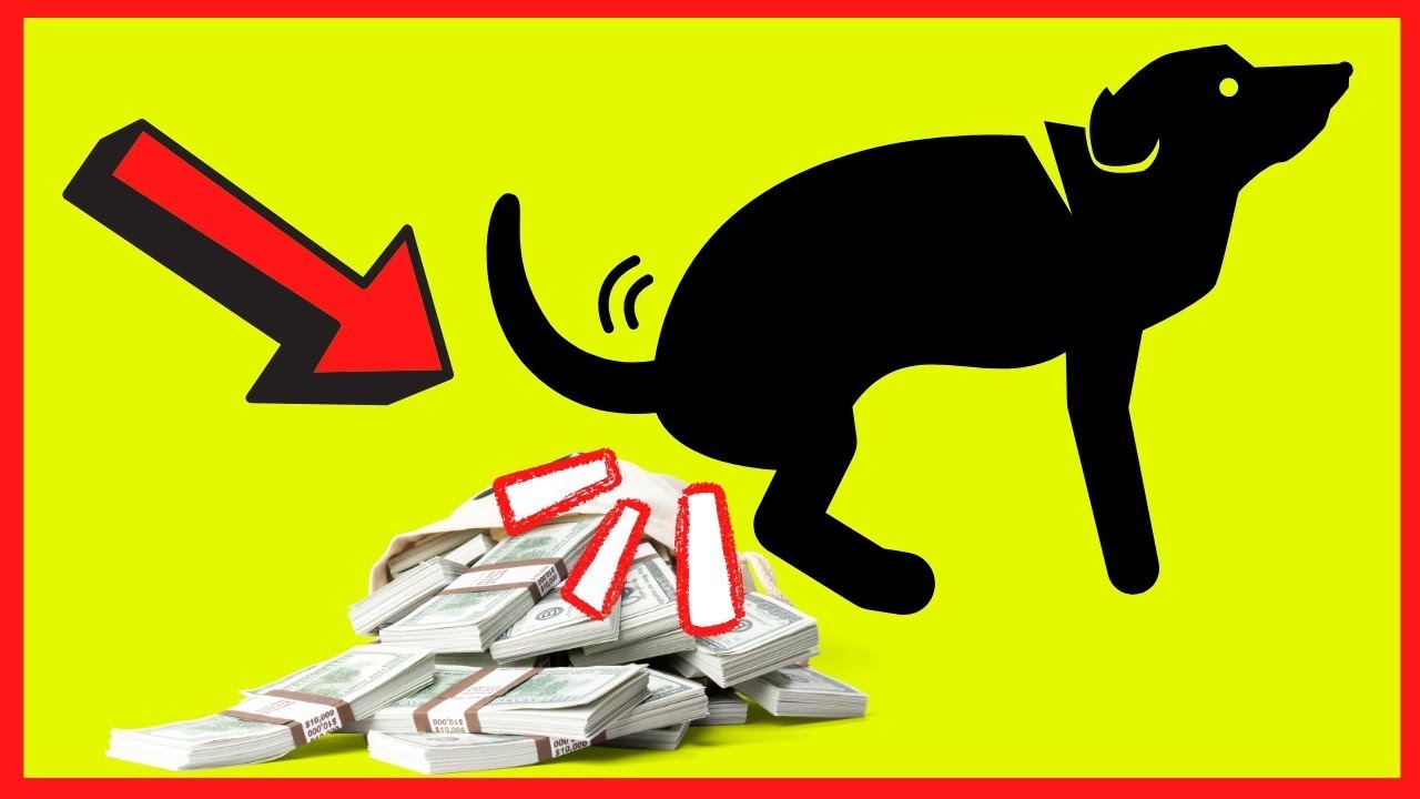 Make Money With Your Dog