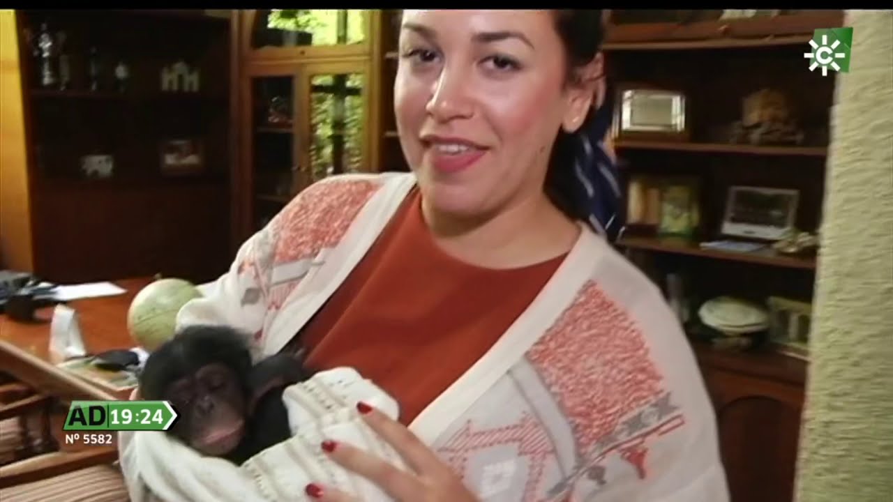 1er cumple Chimpancé Salva. Andalucía Directo 5/5/20.La Reserva del Castillo de las Guardas(Sevilla)