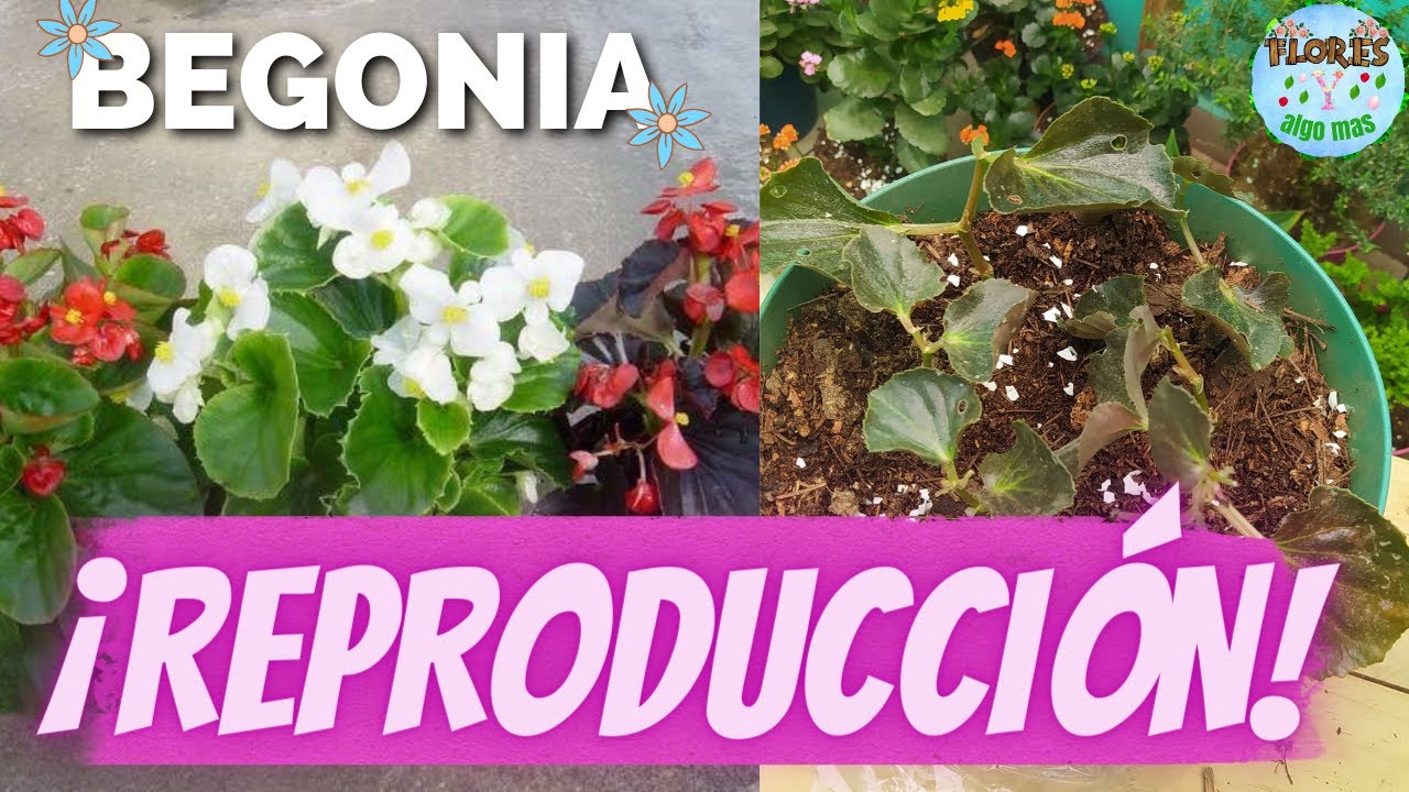 ¿COMO REPRODUCIR LA BEGONIA FACIL Y RAPIDO?