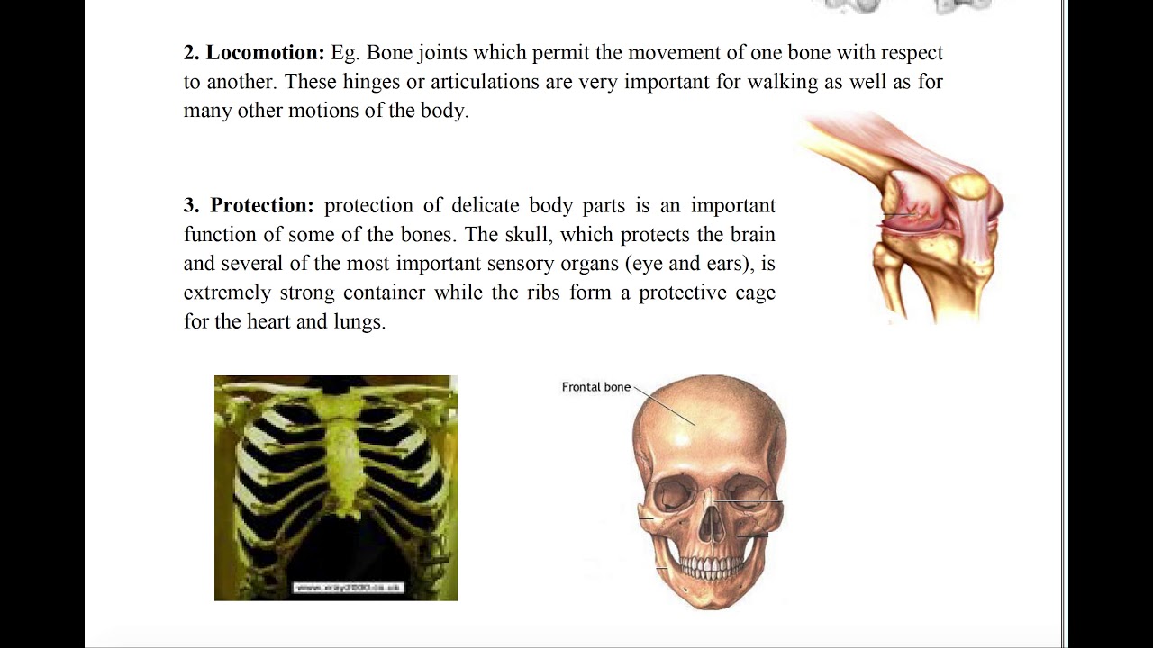 Physics of Skeleton