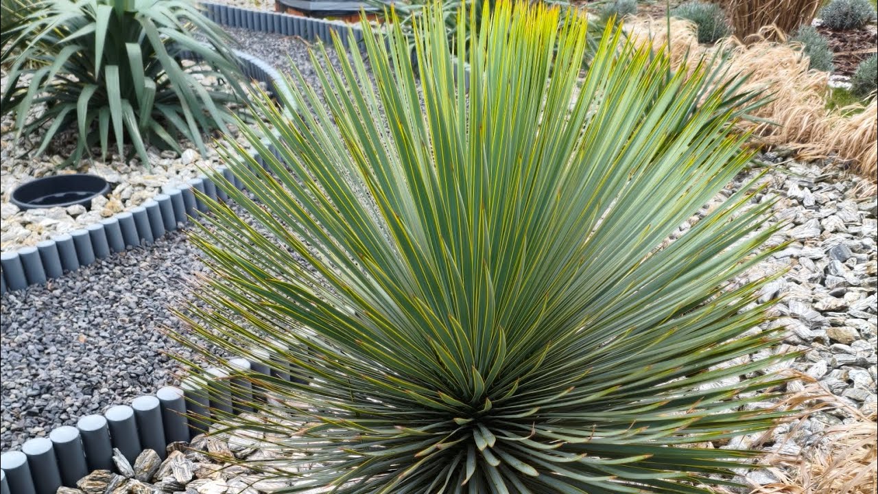 Yucca Rostrata odkrywanie po zimie 🥰