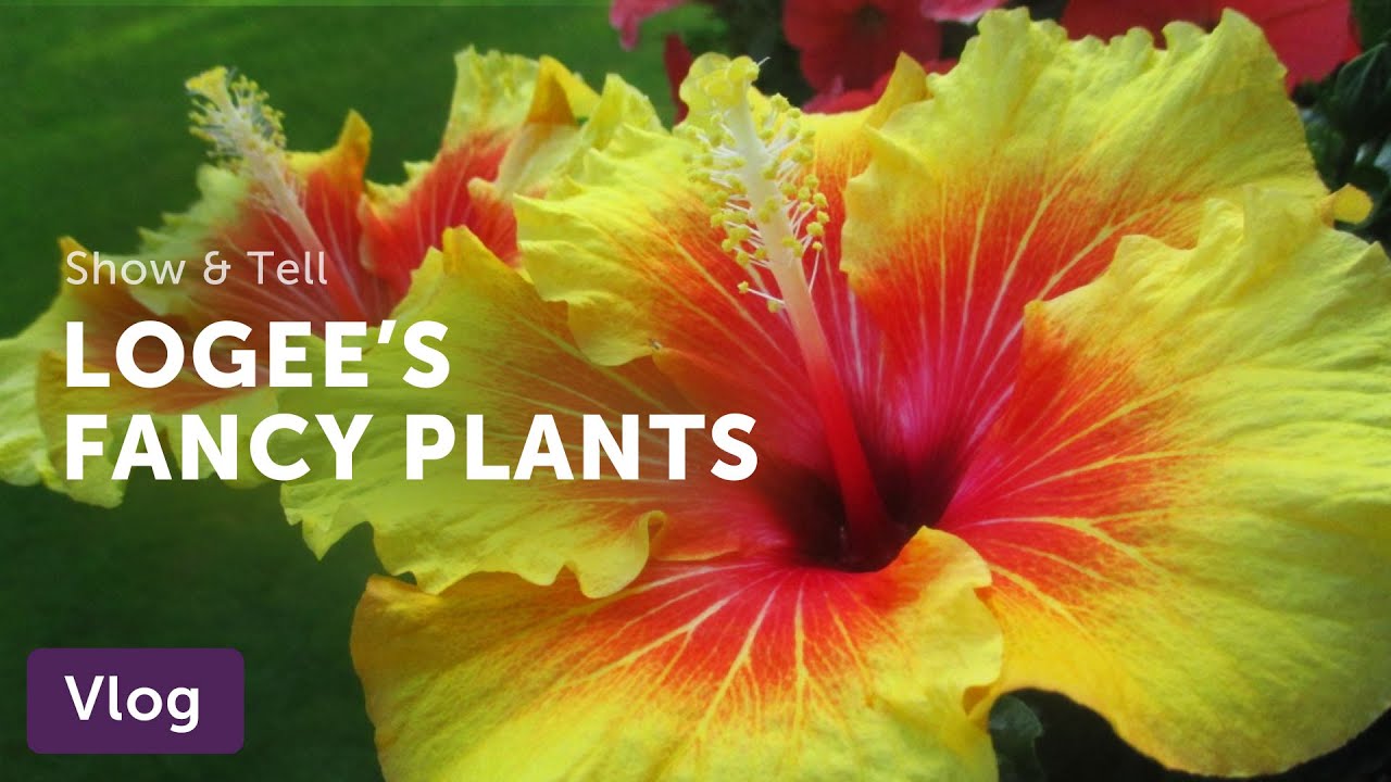 LOGEE'S Fancy Plant Picks — Vlog 053