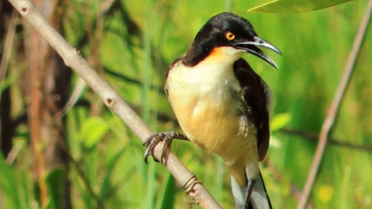 Aves de Venezuela - Aves de Barinas.