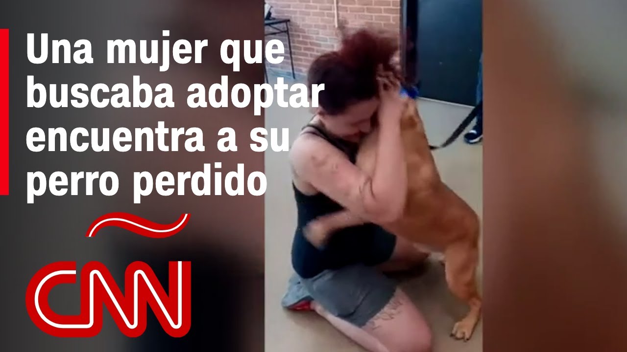 Buscaba adoptar un perro, pero encontró al que perdió hace 2 años: mira su reencuentro