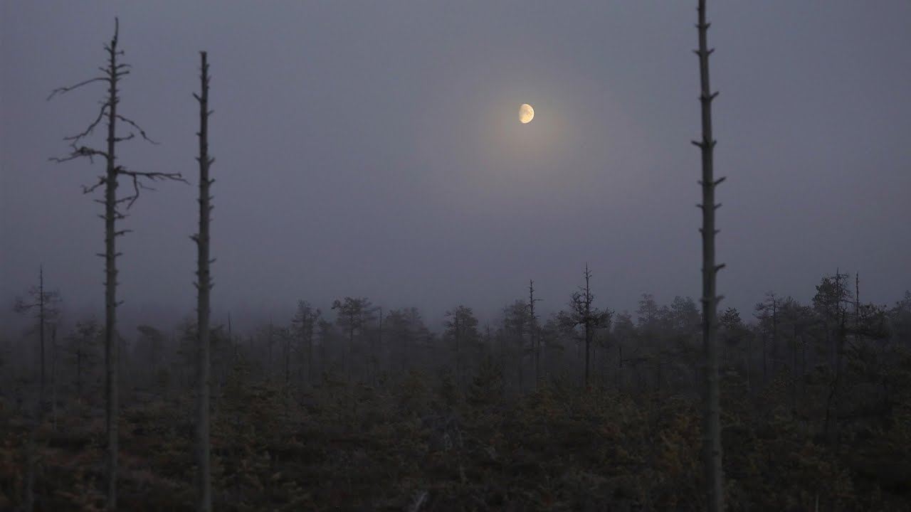 Äijänsilia