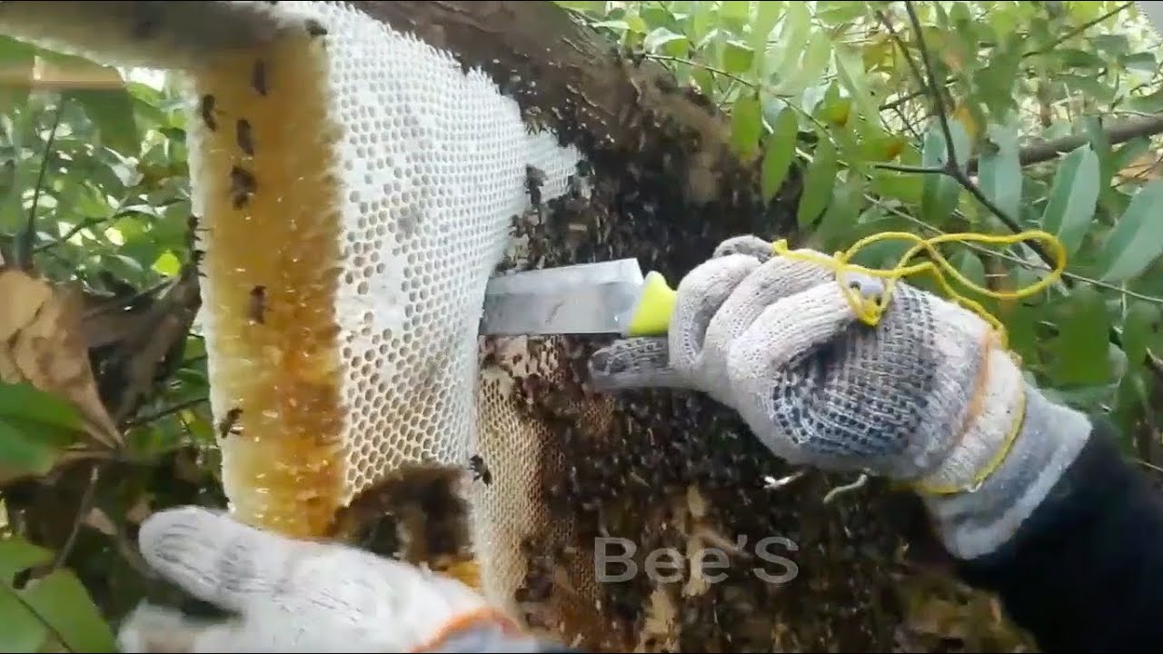 Wild honey harvesting | Super Big Golden Beehive Nearly 20Kg