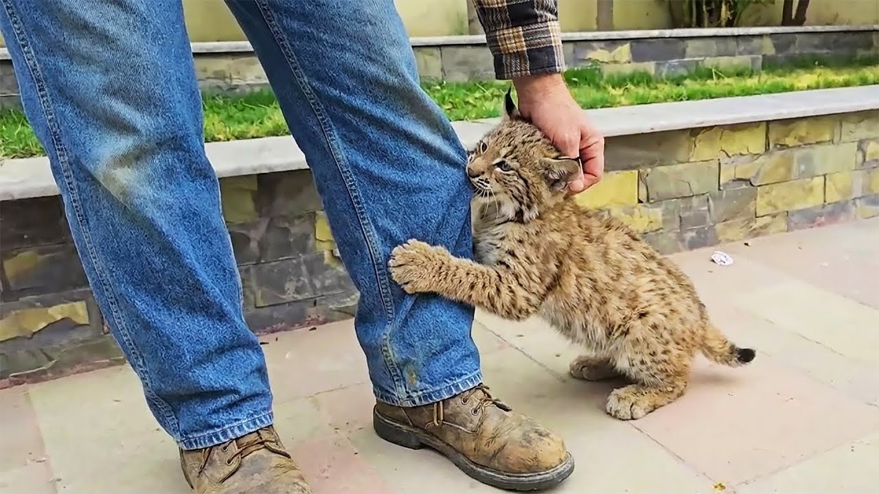 This Bobcat Keeps Clinging to His Pants, Then Vet Checks Its Collar and Realizes Something Was Wrong