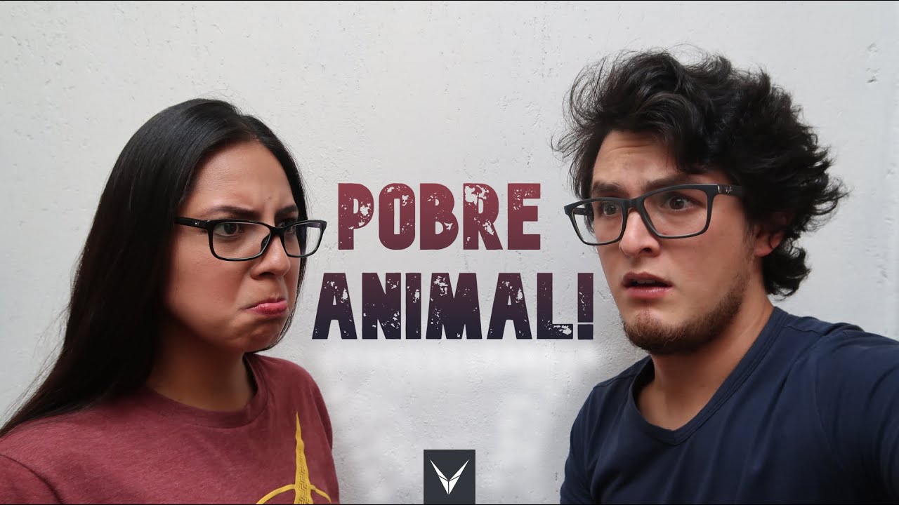 &iquest;Qu&eacute; es la adopci&oacute;n responsable? | Ven&aacute;ticos