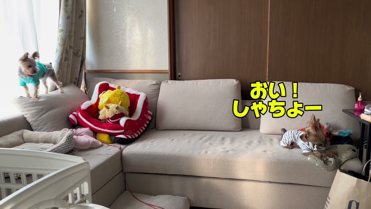 おやかたくん家に朝からしゃちょーきた！仲良く頼むね🫶#おやかた#ヨーキー #ヨークシャテリア #犬のいる生活 #しゃちょー #仲良くしよ 