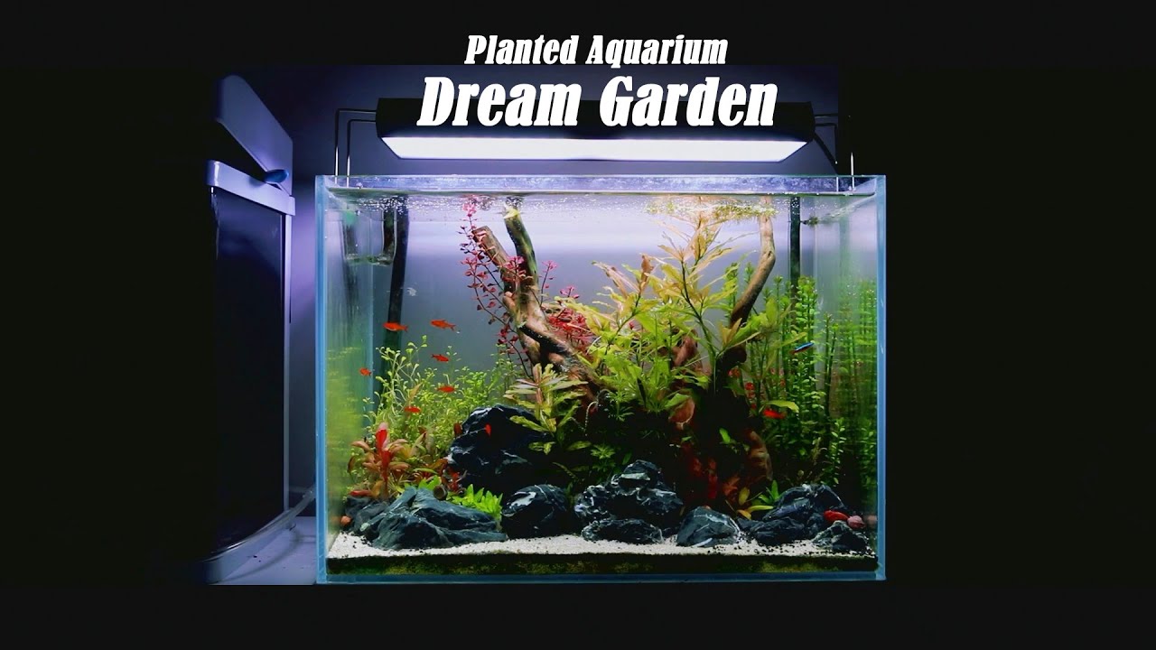 Planted Aquarium |  Aquarium Update | Relaxing Dream Garden  | 水草缸更新