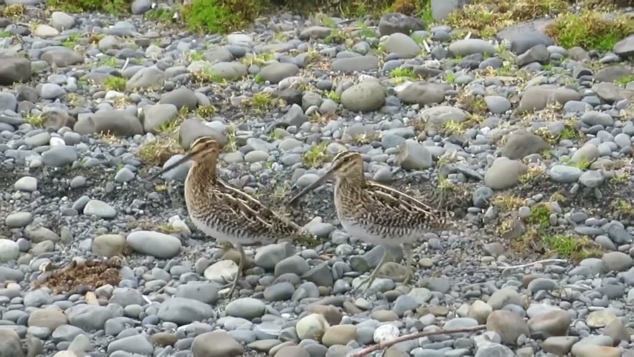 Wilson's Snipe Winnowing Noises Alaska