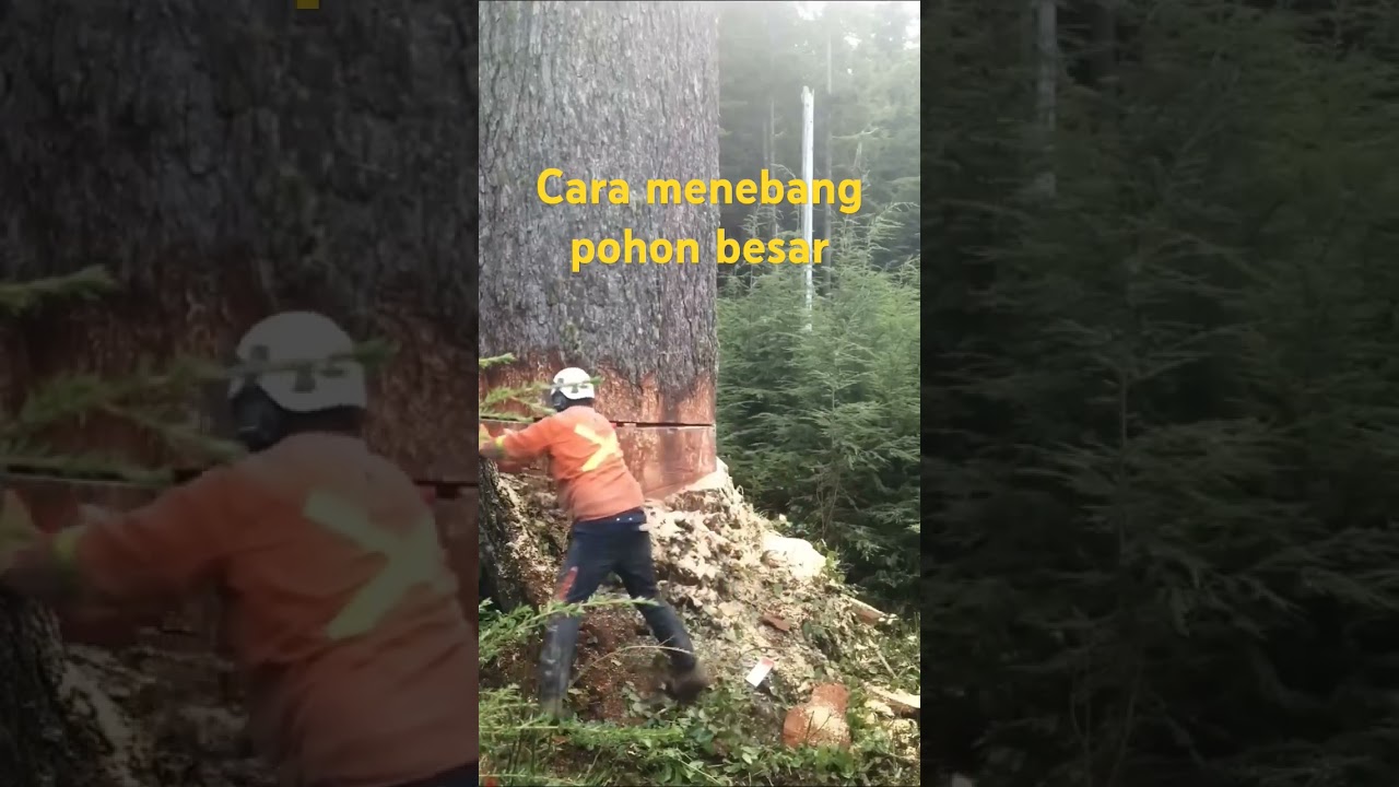 CARA MENEBANG POHON BESAR DI LUAR NEGERI