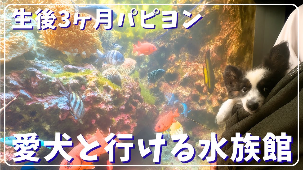 生後3ヶ月パピヨン、初めての水族館｜愛犬と行ける！静岡下田海中水族館