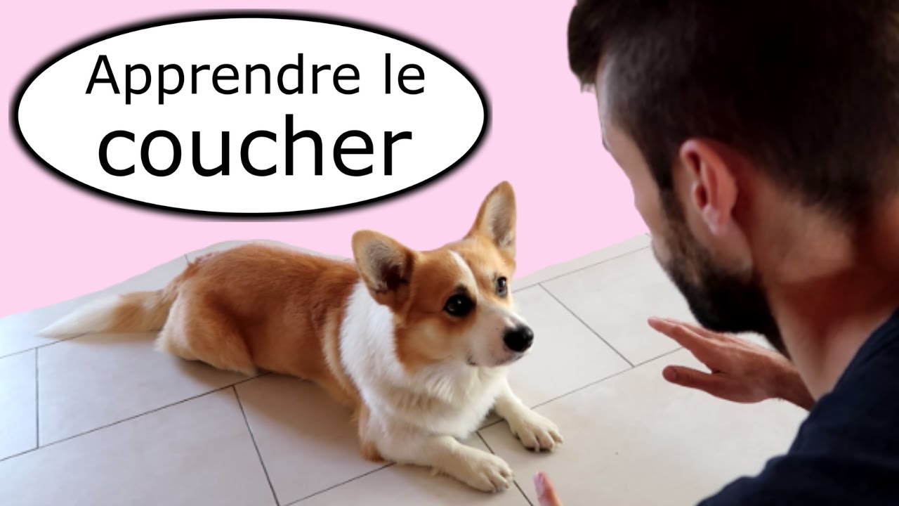 Apprendre à son chien à se coucher (+ la méthode du "Petit Pont")