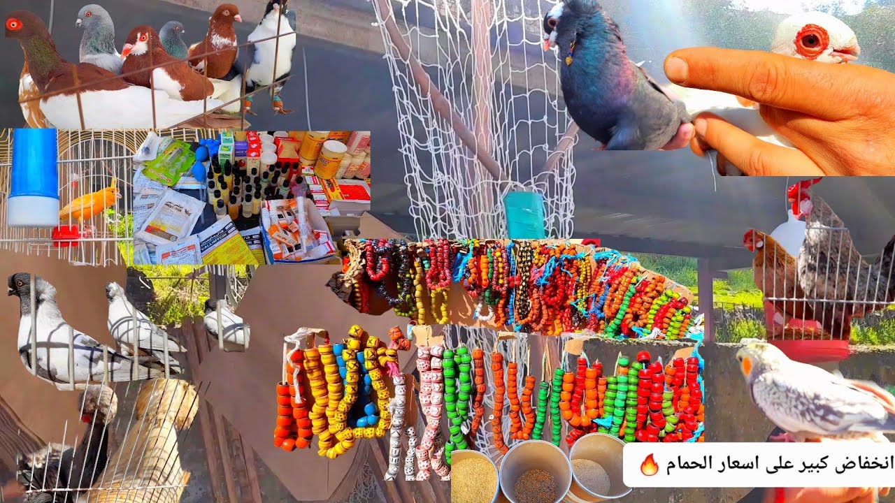 سوق الطيور وسط البلد وانخفاض كبير على اسعار الحمام