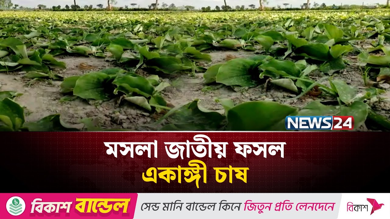 নীলফামারীতে মসলা জাতীয় ফসল একাঙ্গী চাষ | News24
