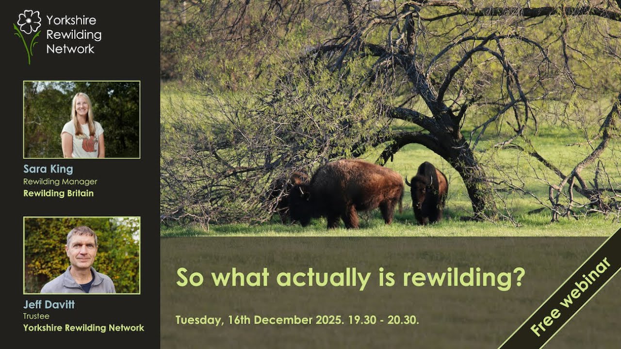 What exactly is rewilding?