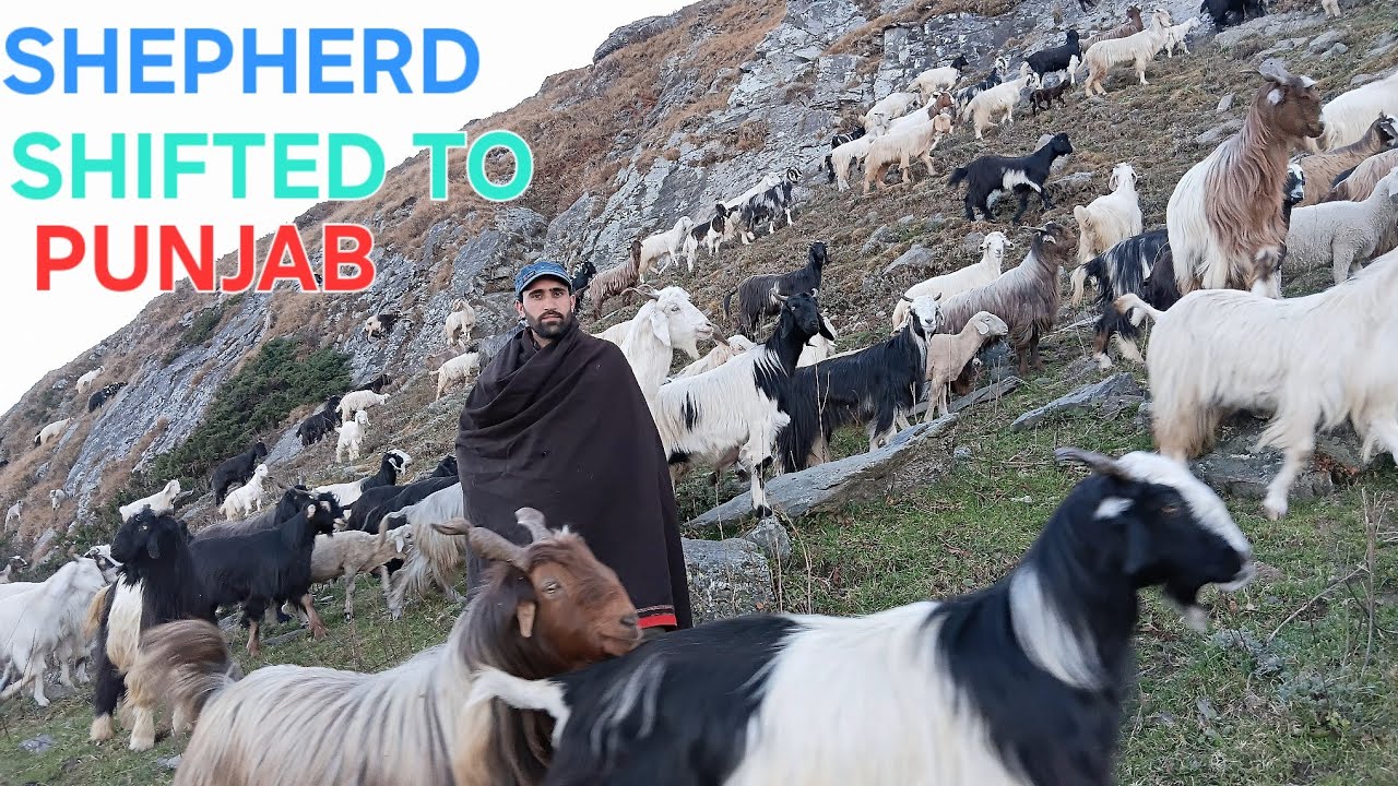 “Real Nomadic Life of Shepherds | Himalayan Goat & Sheep Journey to Punjab”