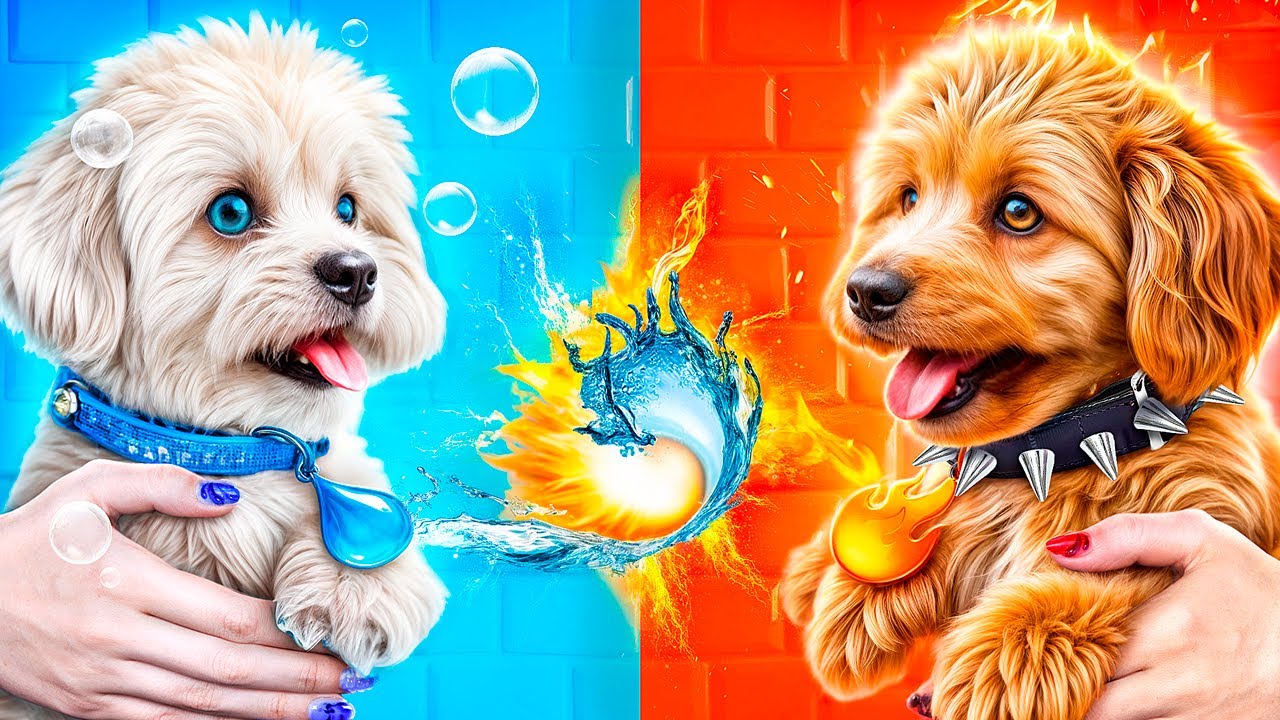 Chien de Feu vs Chiens d’Eau ! On construit une maison secrète pour animaux !