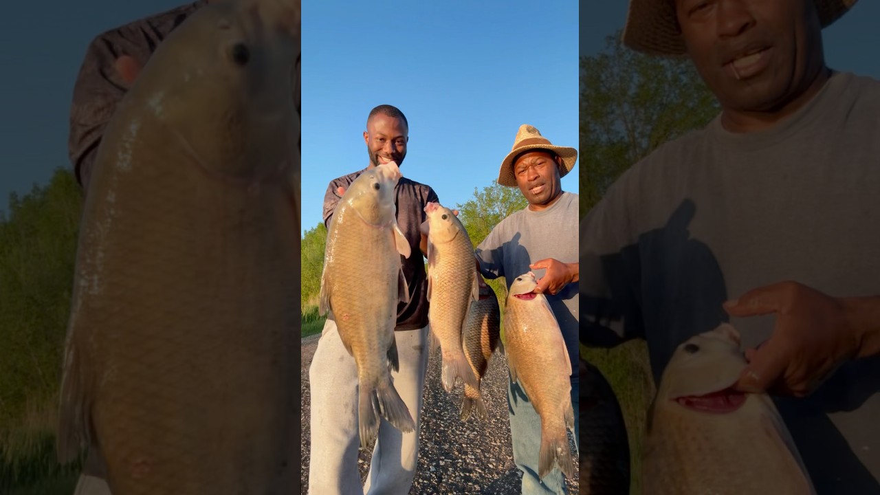 Anybody eat Buffalo Ribs? #funk #fish #ytshorts