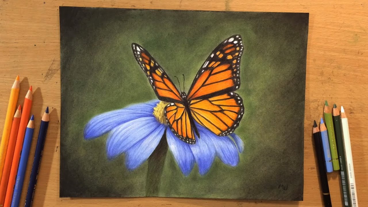 Monarch Butterfly - Colored Pencil Drawing