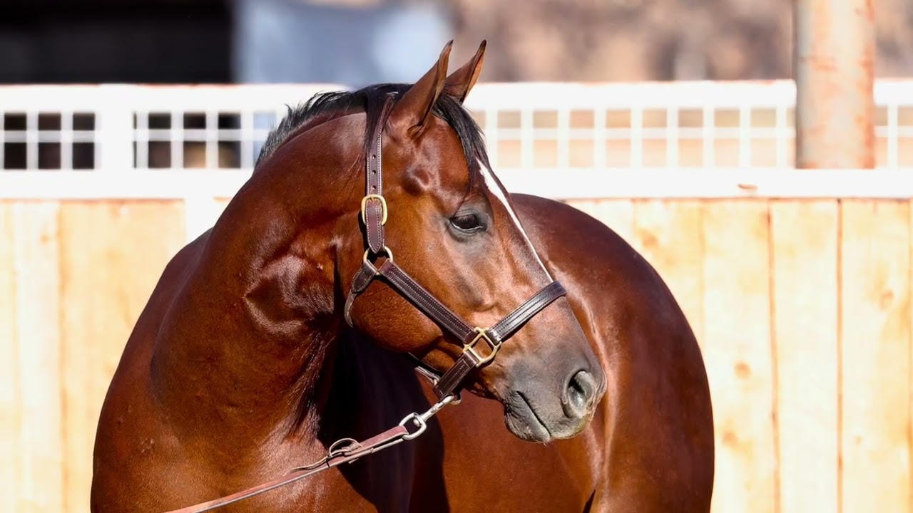 TRIANGLE SALE - HIP 310 - OKC - JAN 22-24