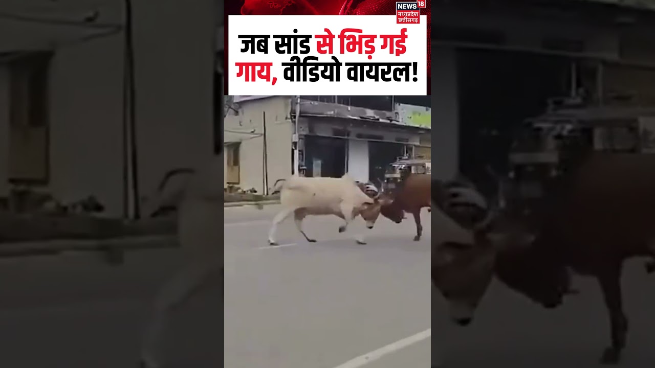 Bull Fight Viral Video : जब सांड से भिड़ गई गाय, वीडियो वायरल! | N18S | Shorts