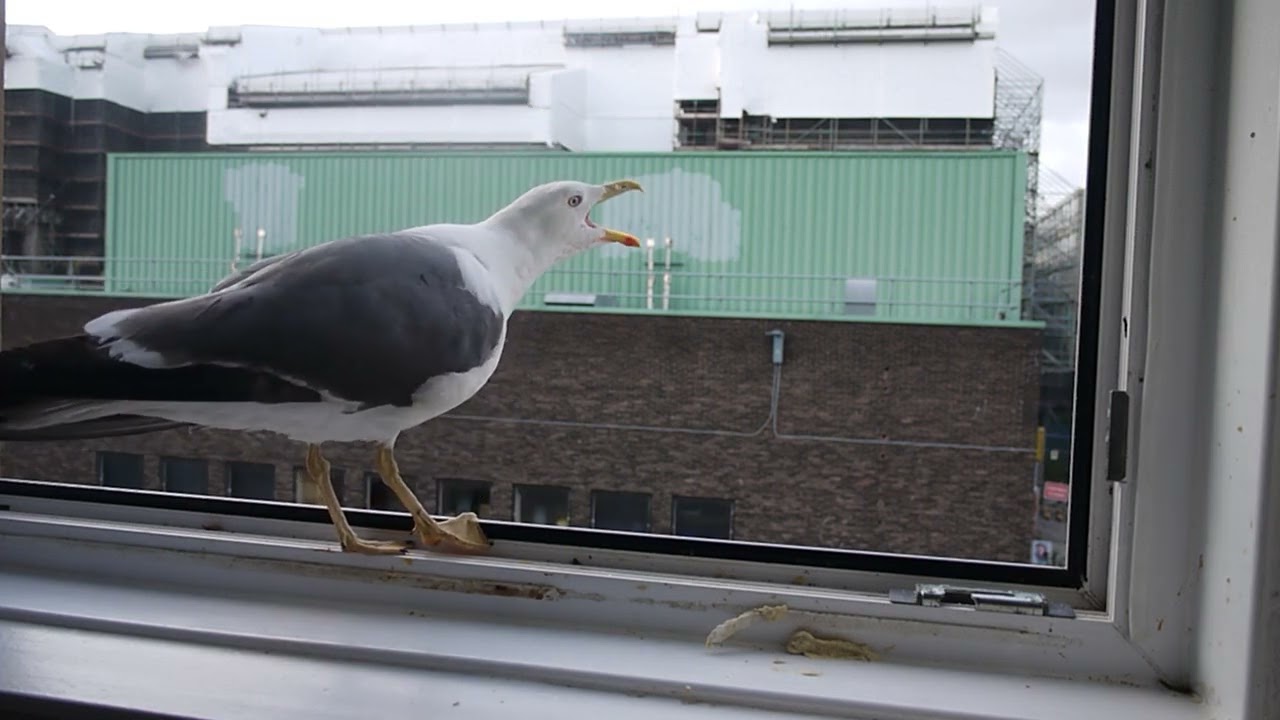Week 9: The Dominance Style of A Lesser Black Back Gull - All Theatrics