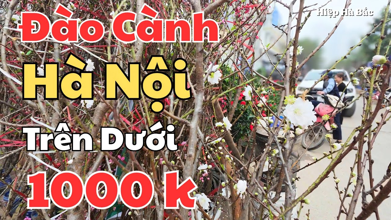 Thật ngạc nhiên với giá hoa Đào, giá hoa Mai ở chợ hoa Tết Tố Hữu, Hà Nội