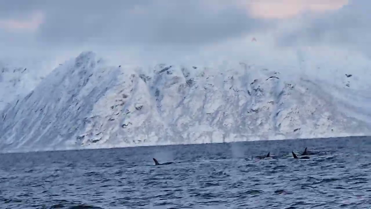 # lumabas ung hari ng dagat# orcas and whales#