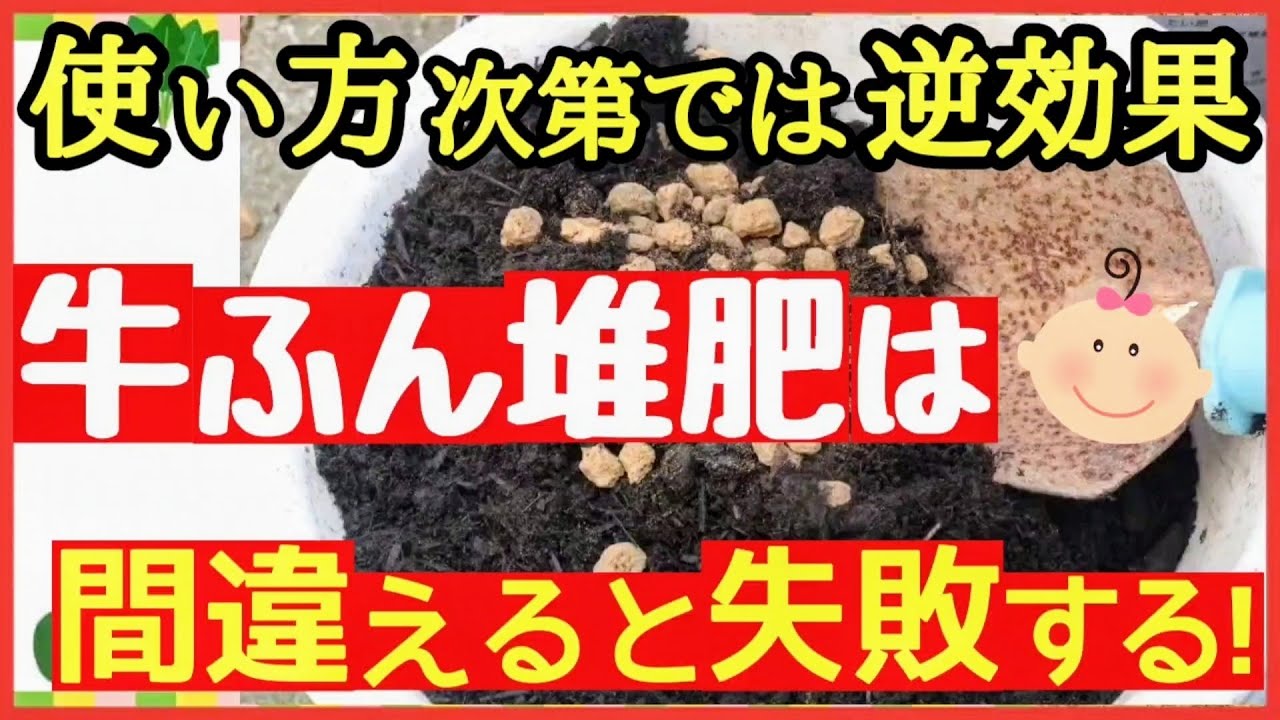 【堆肥の中でNO1】美味しい野菜がぐんぐん育つ牛ふん堆肥の正しい使い方！注意点と効果・効能を徹底解説♪初心者・家庭菜園