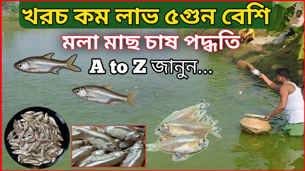 মলা মাছ চাষে ৫গুন লাভ। কিভাবে অল্প খরচে মলা চাষ করবেন? #মধুপুর এগ্রো #madhupuragro