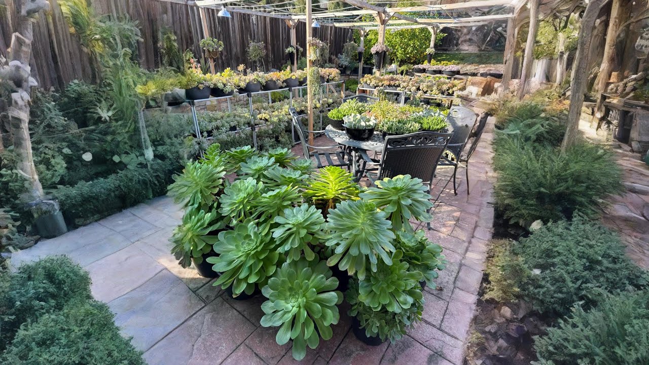 Come and explore my succulent garden! 🪴