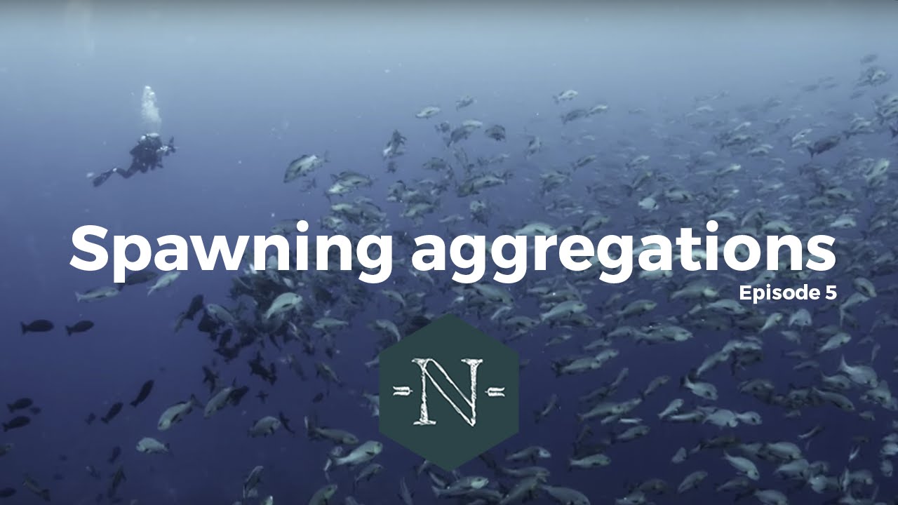 Spawning Aggregations - Natural Numbers EP 05