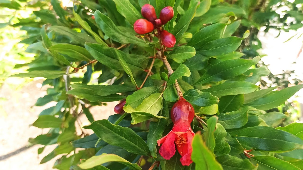 Prachtvolle Bl&uuml;tenpracht: Tipps zur erfolgreichen Granatapfel-Pflege | Gartenschlau.com
