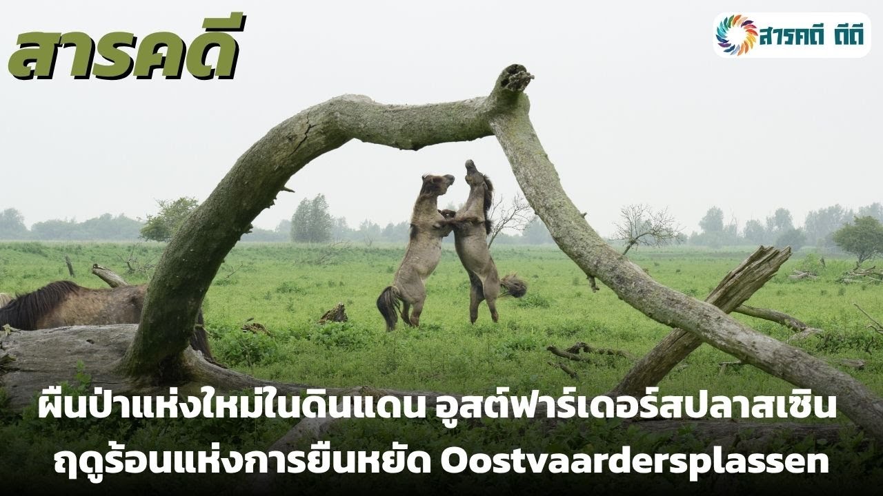 สารคดีสัตว์โลก ผืนป่าแห่งใหม่ในดินแดน Oostvaardersplassen ตอน ฤดูร้อนแห่งการยืนหยัด