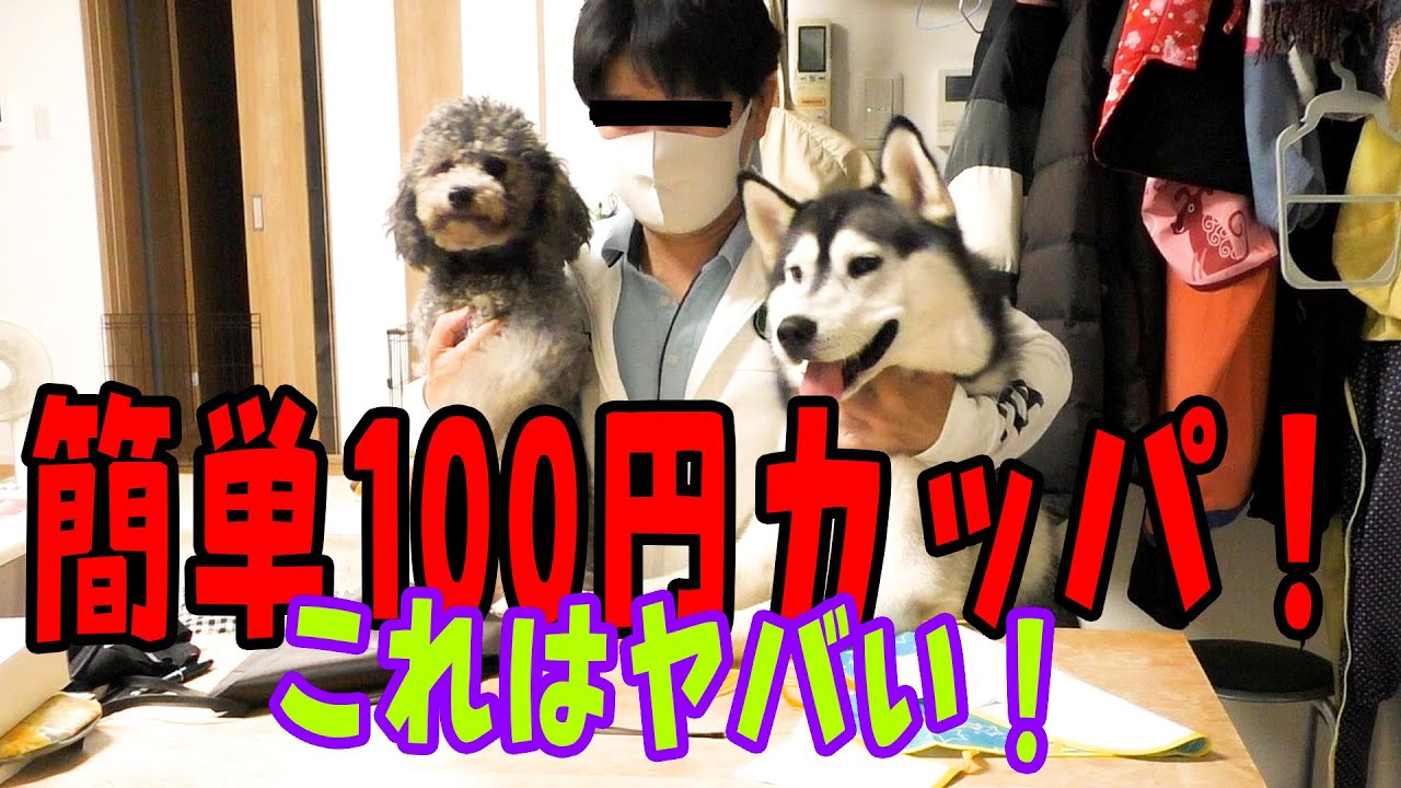 100円で保護犬トイプードルのカッパを作ってみた　ハスキー犬