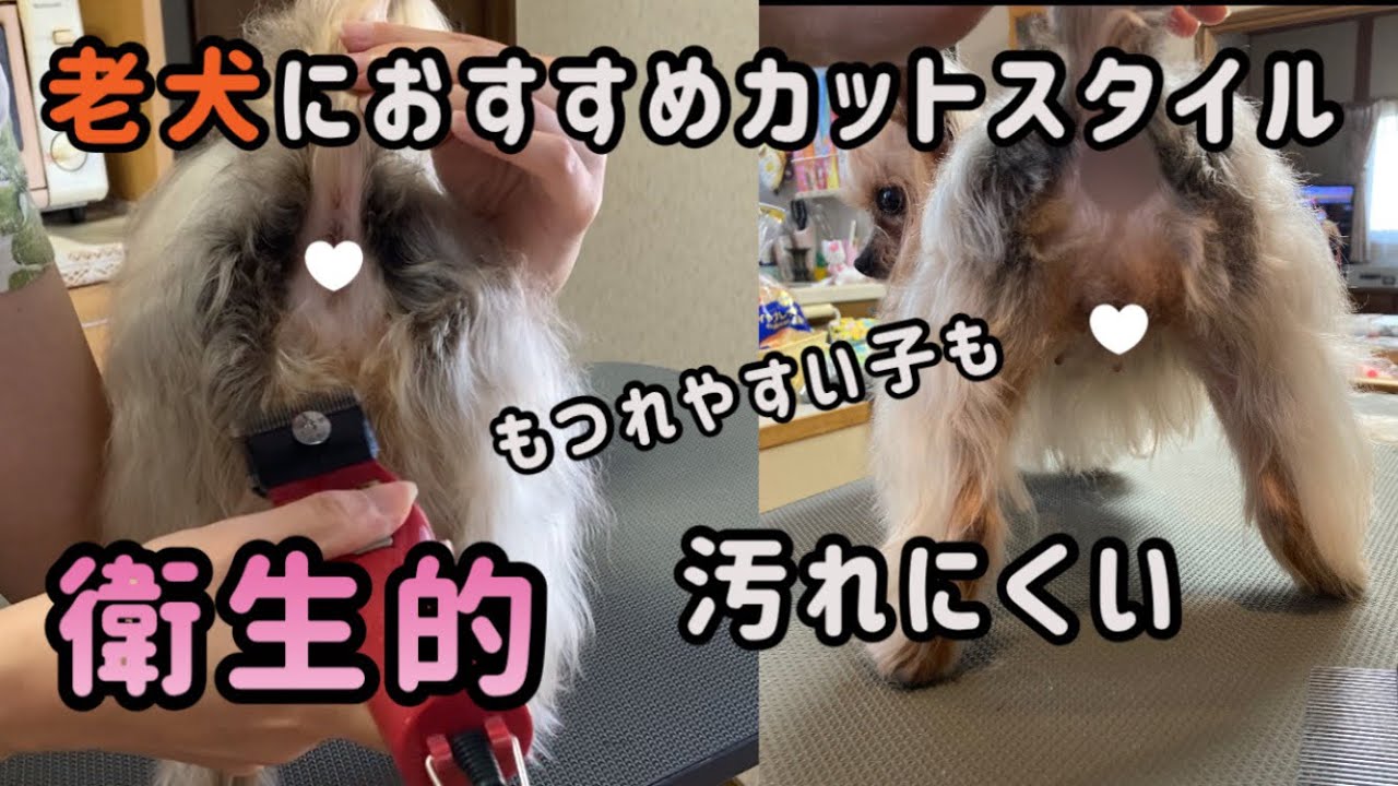 【トリミング】老犬（高齢犬）毛がもつれる子、毛に尿や便が付いてしまう排泄障害、見た目より衛生的なカットを！【関西弁をしゃべる犬】【おしゃべりペット】