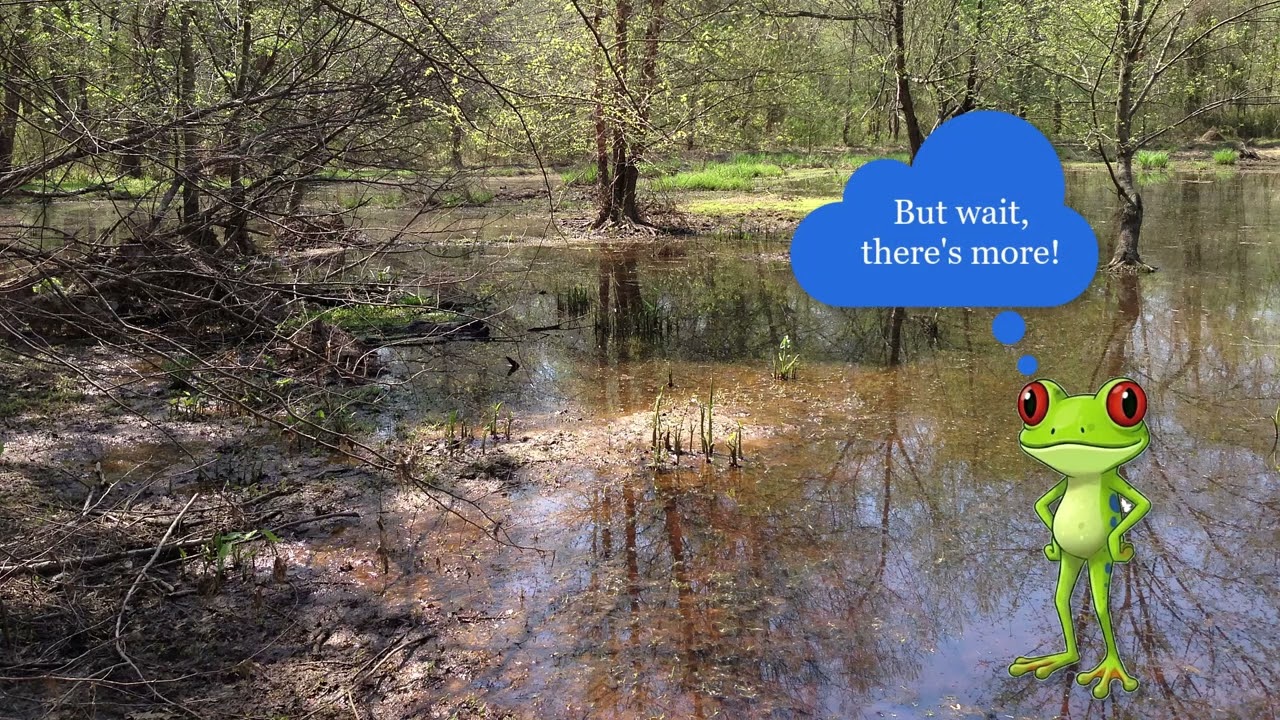 Functions of a Wetland