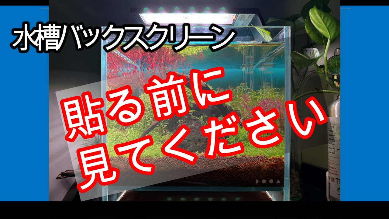 【20cmキューブ水槽】バックスクリーンは必要？黒・青・透明で徹底比較｜小型水草水槽レイアウト検証