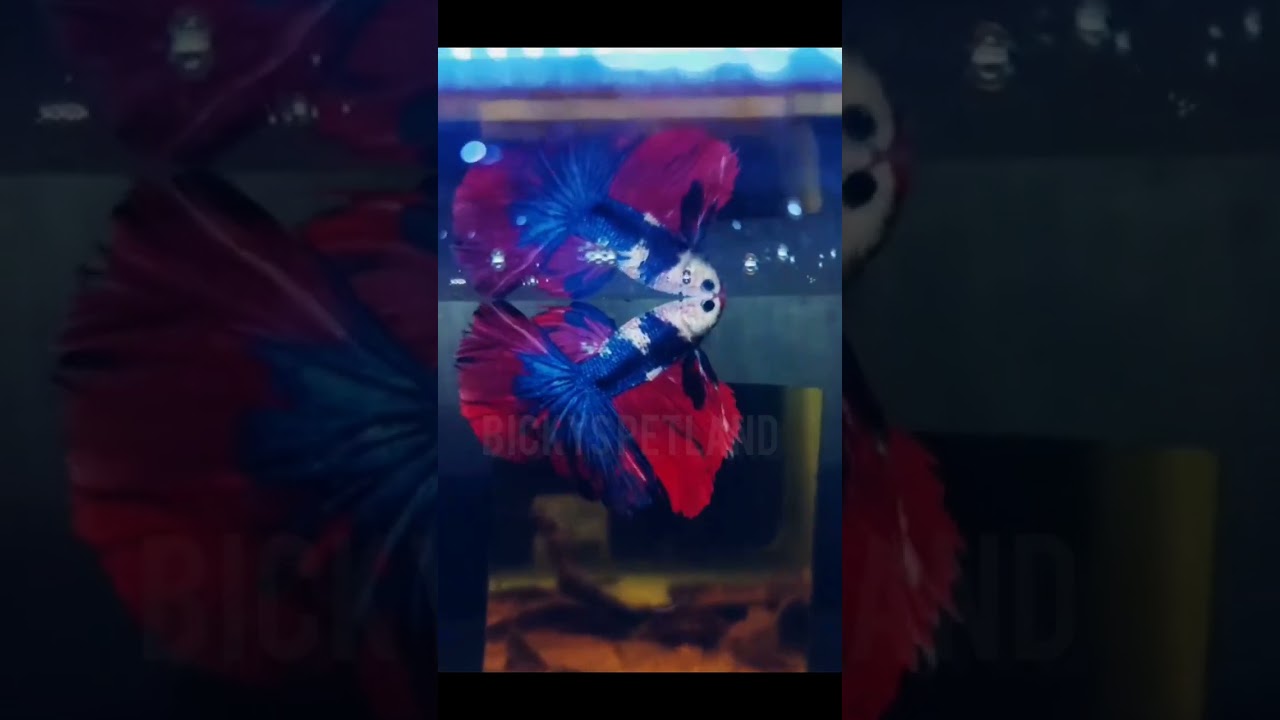 #bettafish #betta #bettalovers #shorts #shortvideo #shortsvideo #youtubeshorts #youtubeearning