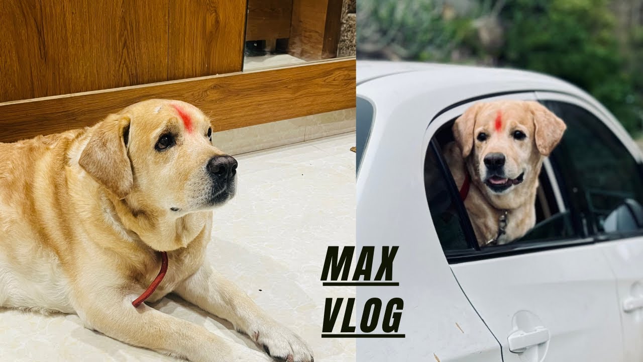 ચાલો મેક્સ જોડે ફરવા ✌️